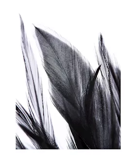 Flirting Feathers