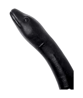 Anal Serpent Snake Dildo 