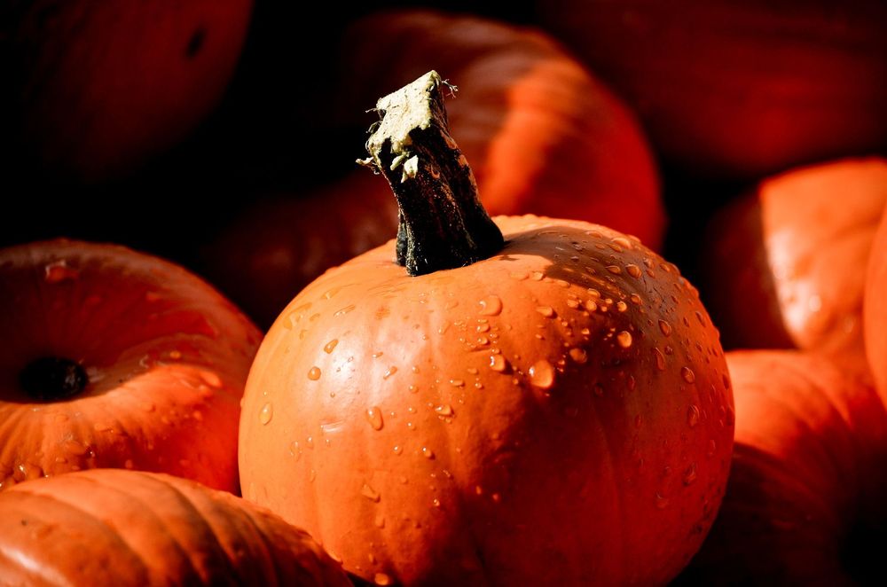 large_pumpkin-2754225_1920.jpg